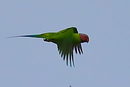 Blossom-headed Parakeet - ML646899241