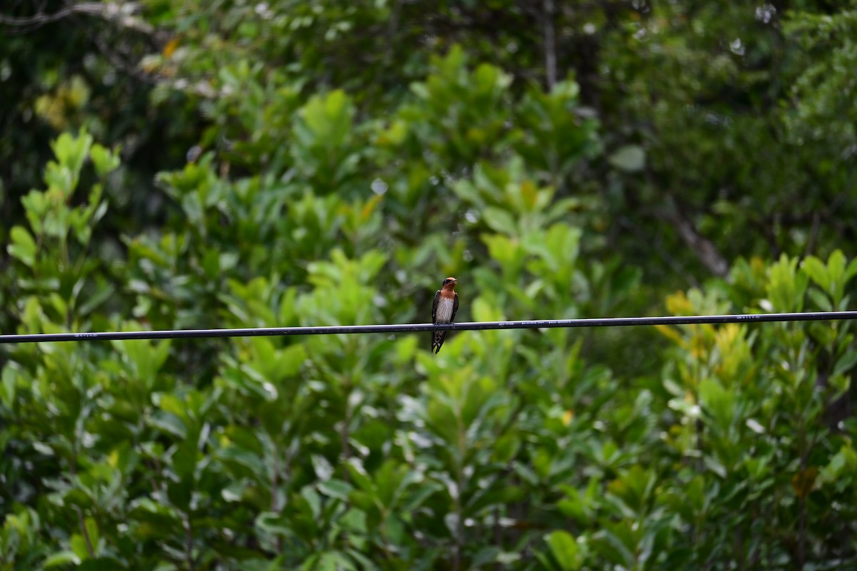 Pacific Swallow - ML646899242