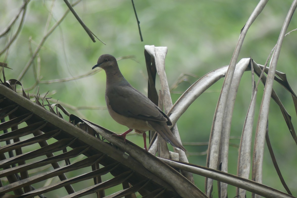 White-tipped Dove - ML646899244