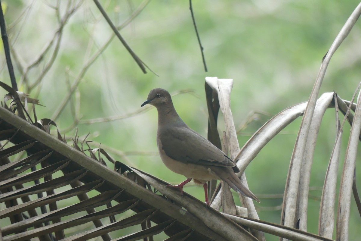 White-tipped Dove - ML646899245