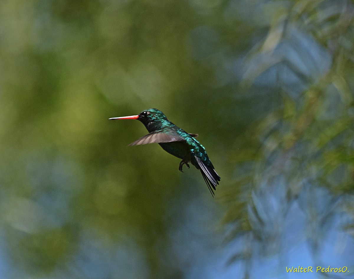 Glittering-bellied Emerald - ML646899251