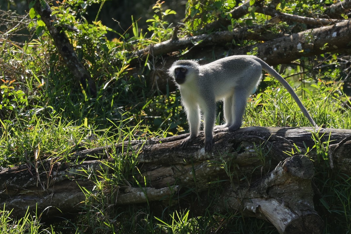 Südliche Grünmeerkatze - ML646899252
