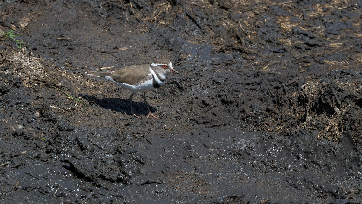 Пісочник білобровий - ML646899256