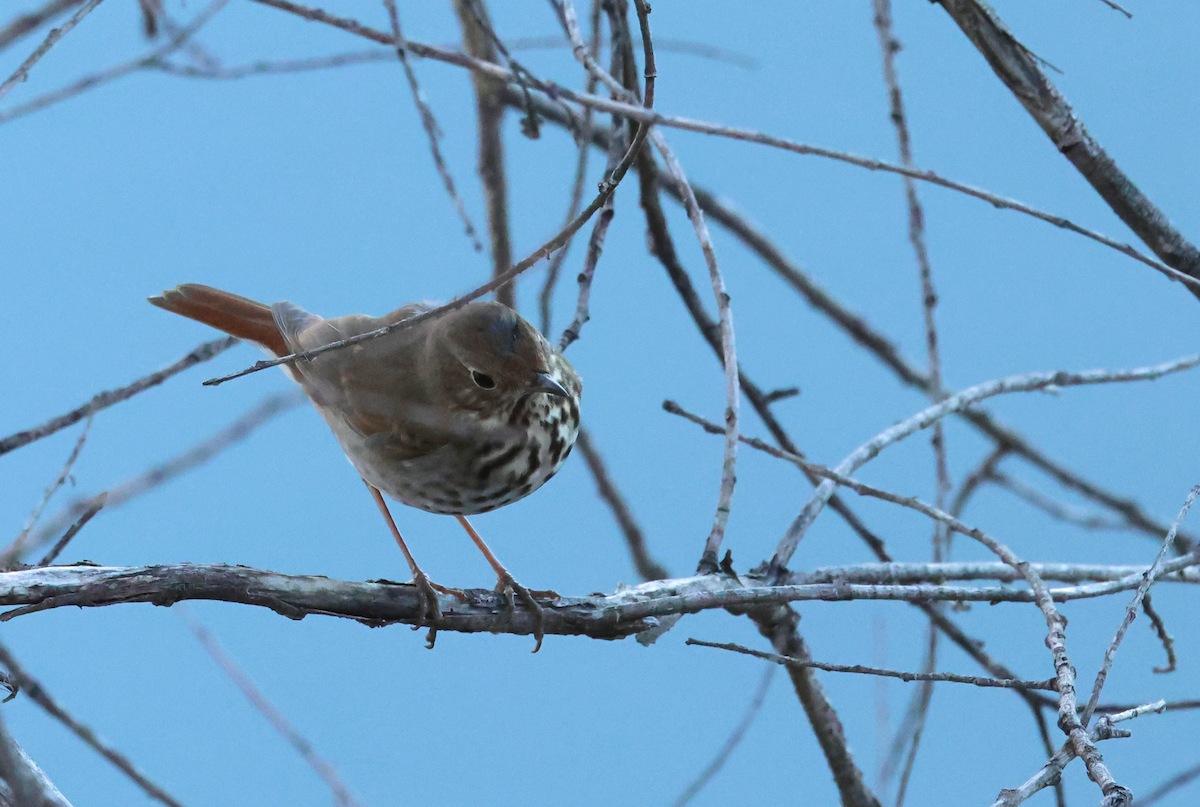 Hermit Thrush - ML646899262