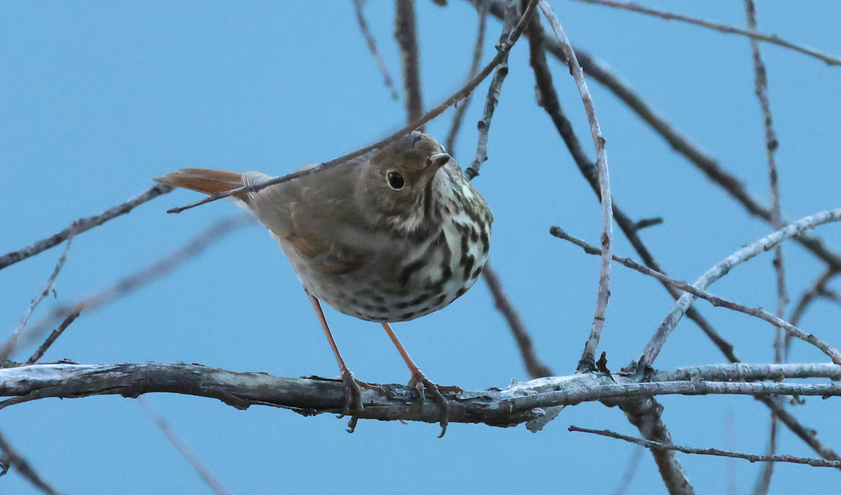 Hermit Thrush - ML646899264