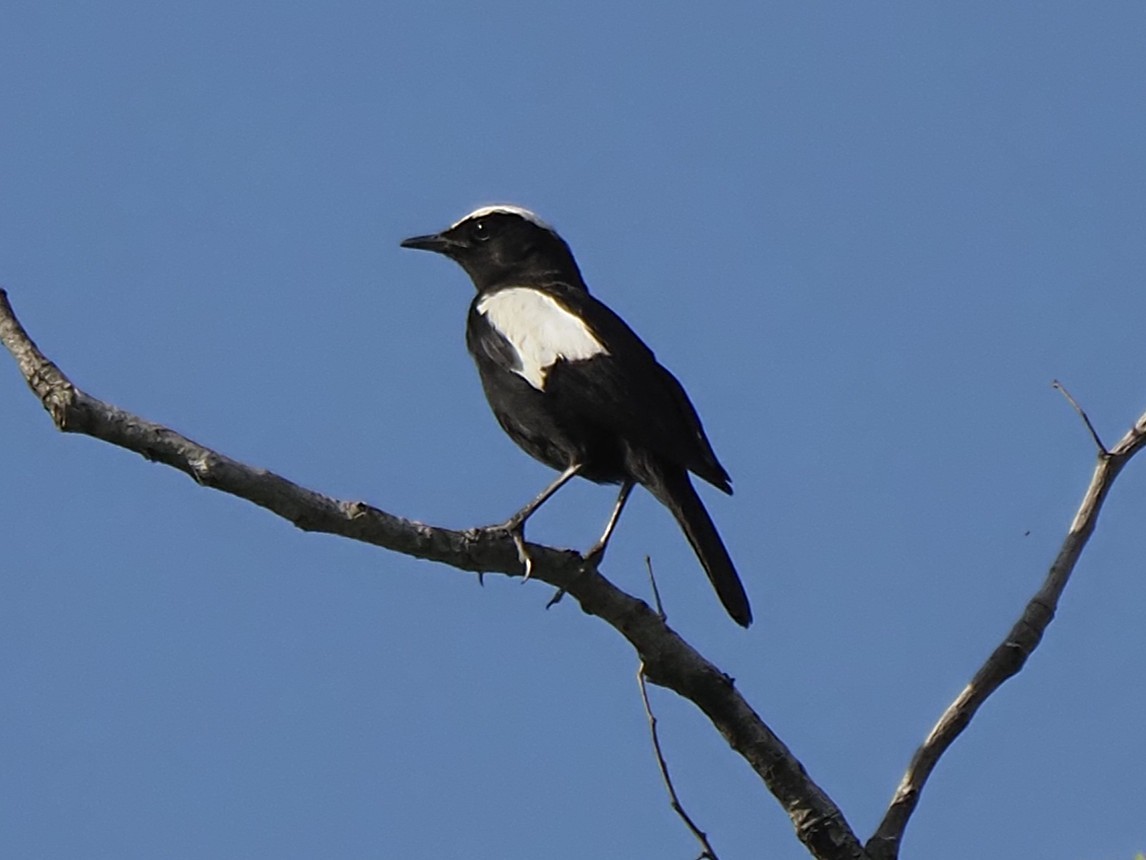 Arnot Esmer Bülbülü - ML646899265