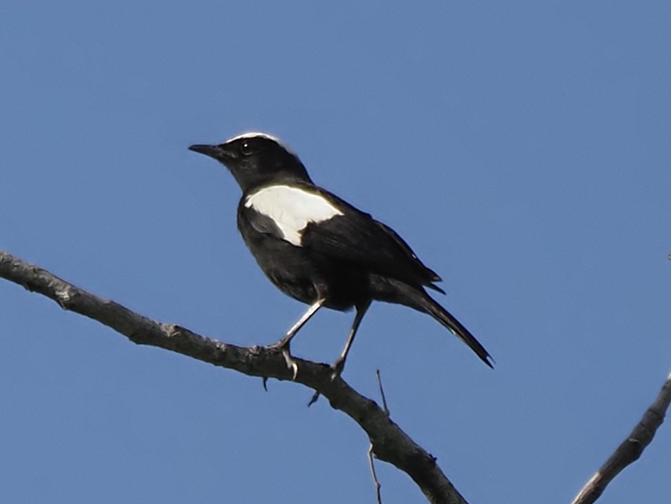 Arnot Esmer Bülbülü - ML646899266