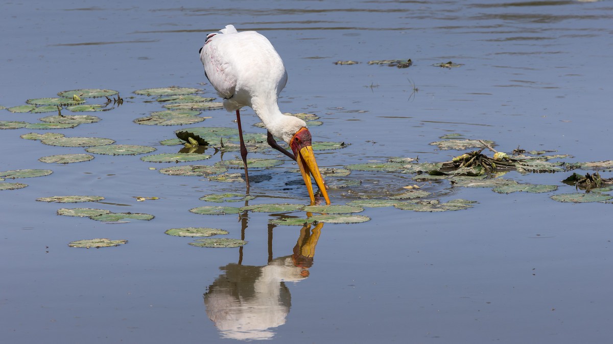 Лелека-тантал африканський - ML646899268