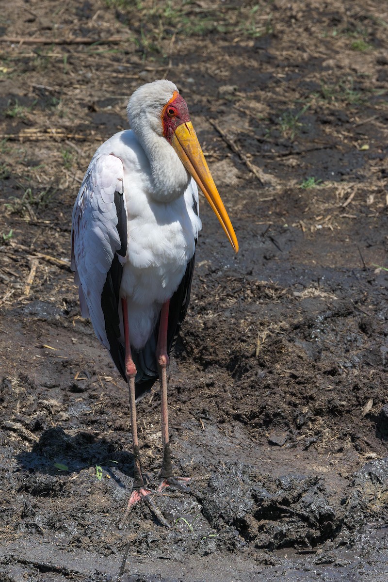 Лелека-тантал африканський - ML646899269