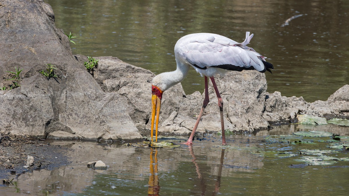 Лелека-тантал африканський - ML646899270