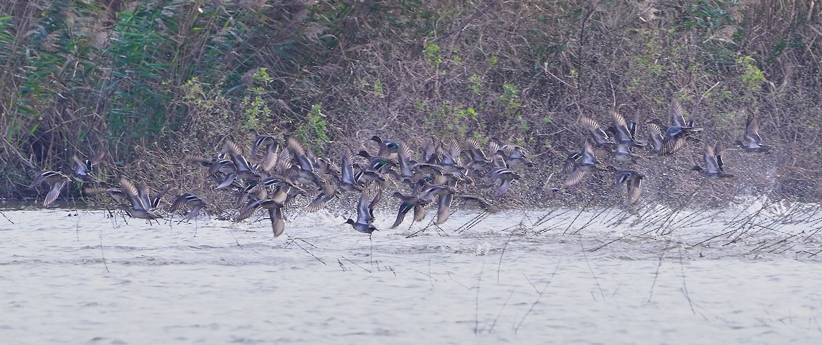 Çamurcun - ML646899271