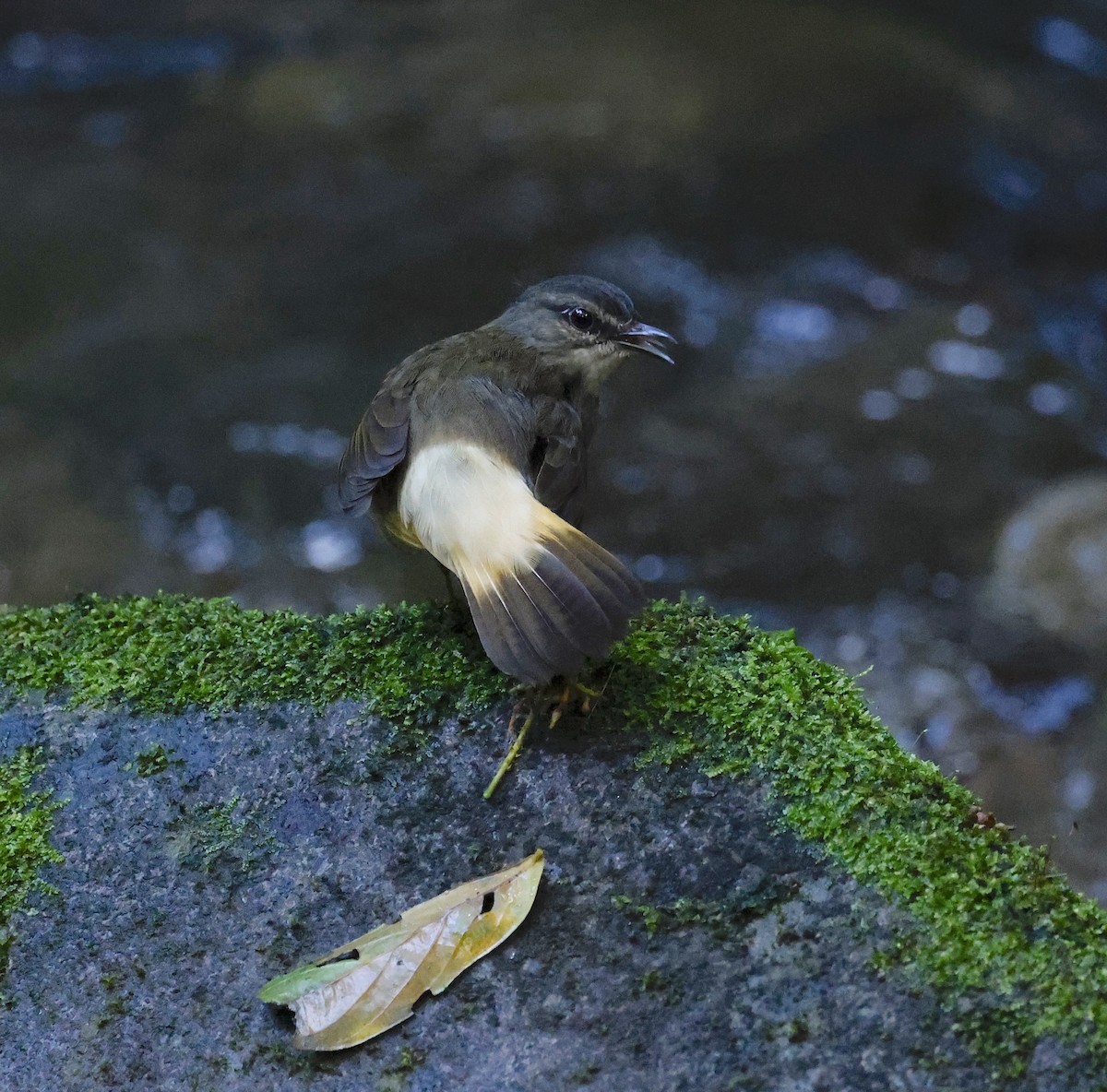 Buff-rumped Warbler - ML646899273