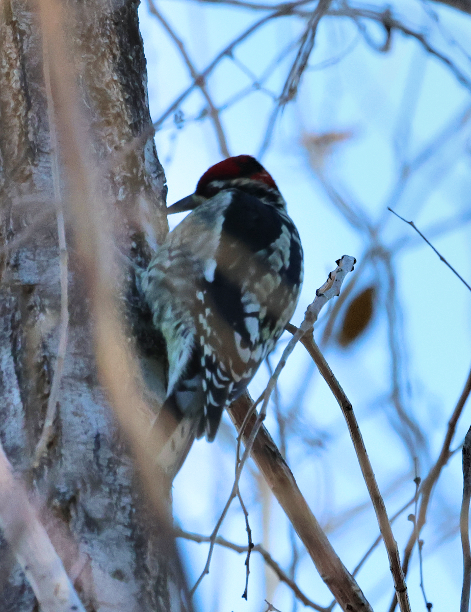 Red-naped Sapsucker - ML646899274