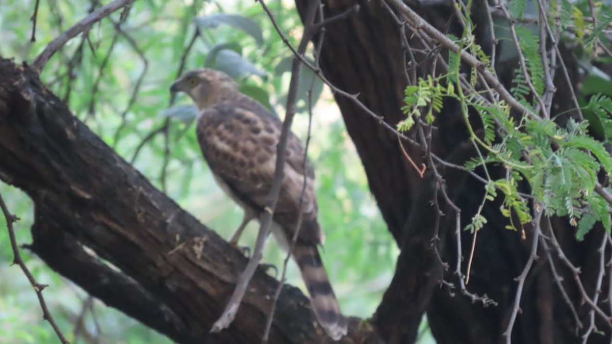 Autour huppé - ML646899279