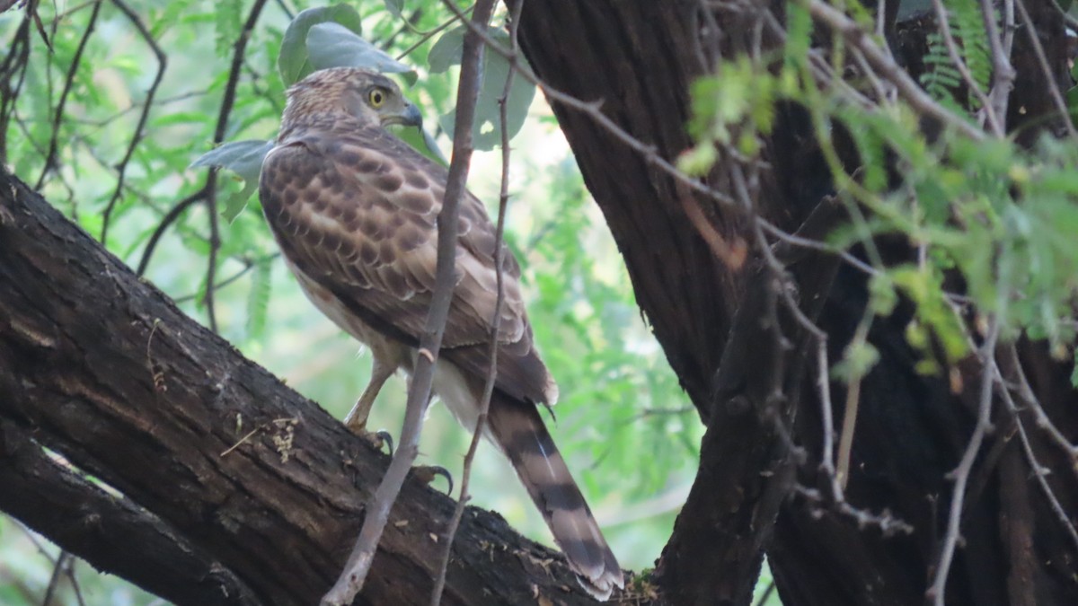 Autour huppé - ML646899280