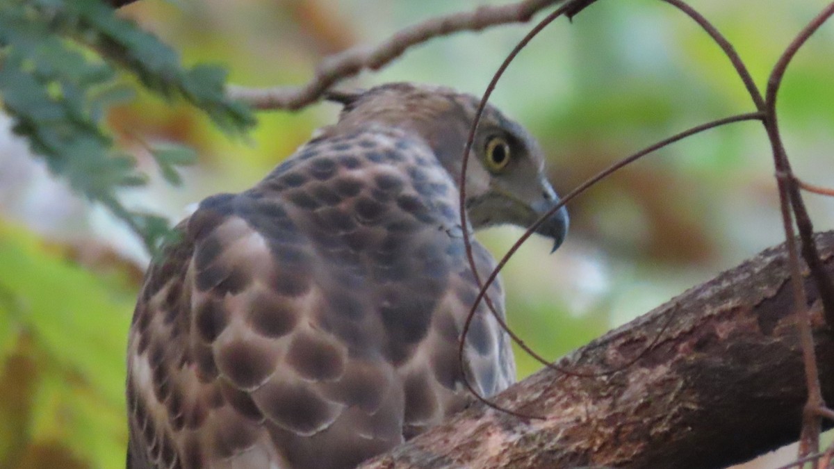 Autour huppé - ML646899281