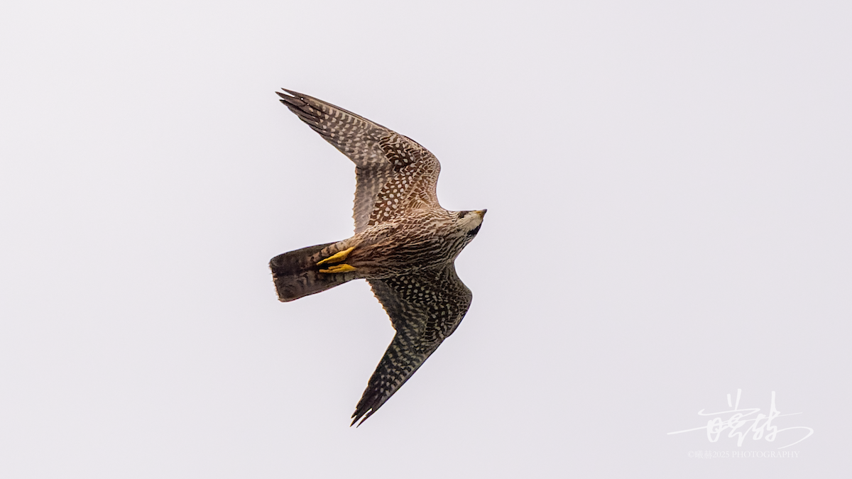 בז נודד - ML646899282