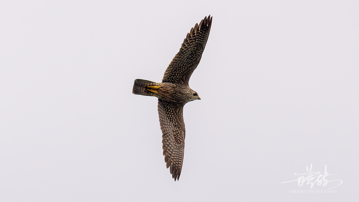 בז נודד - ML646899283