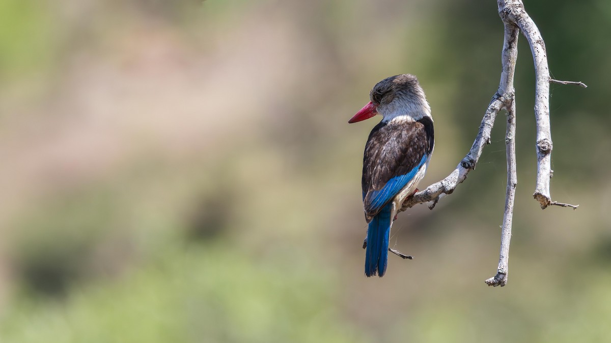 Альціон буроголовий - ML646899289