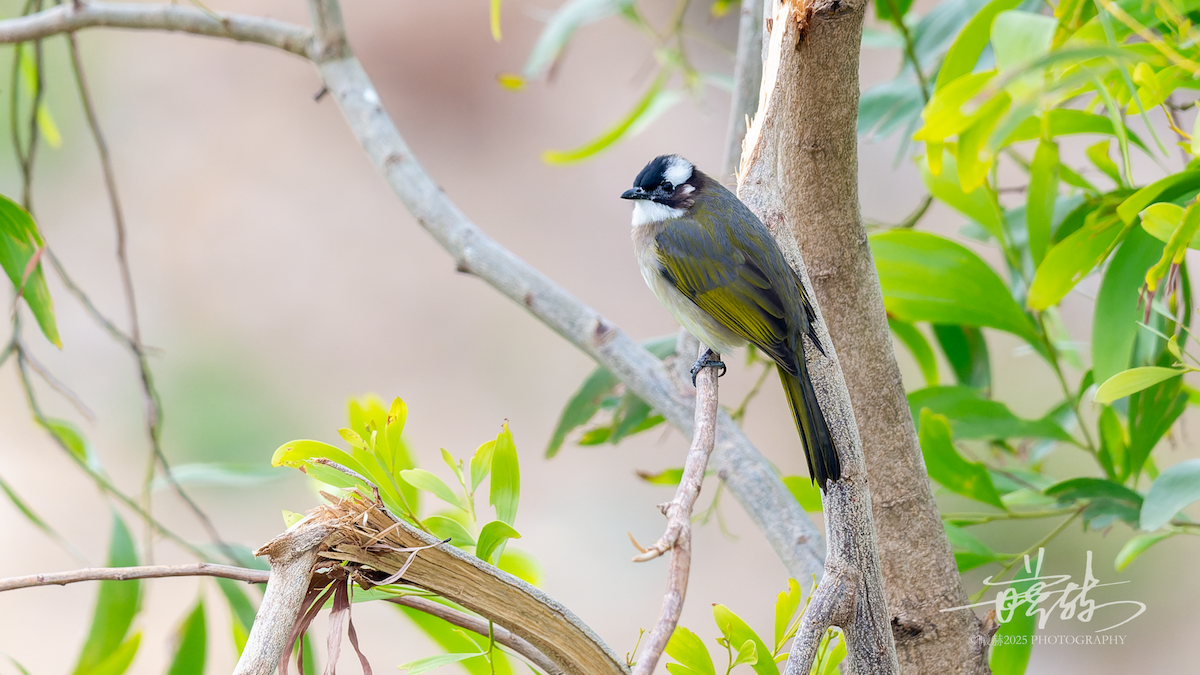 Нангиад бөлбөл - ML646899290