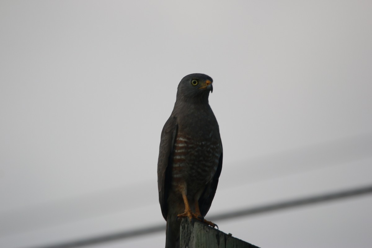 Roadside Hawk - ML646899291