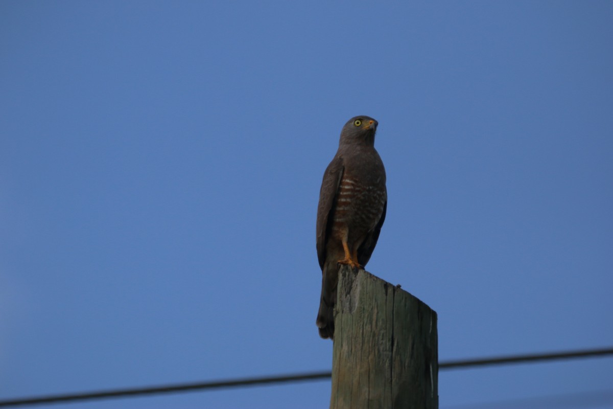 Roadside Hawk - ML646899292