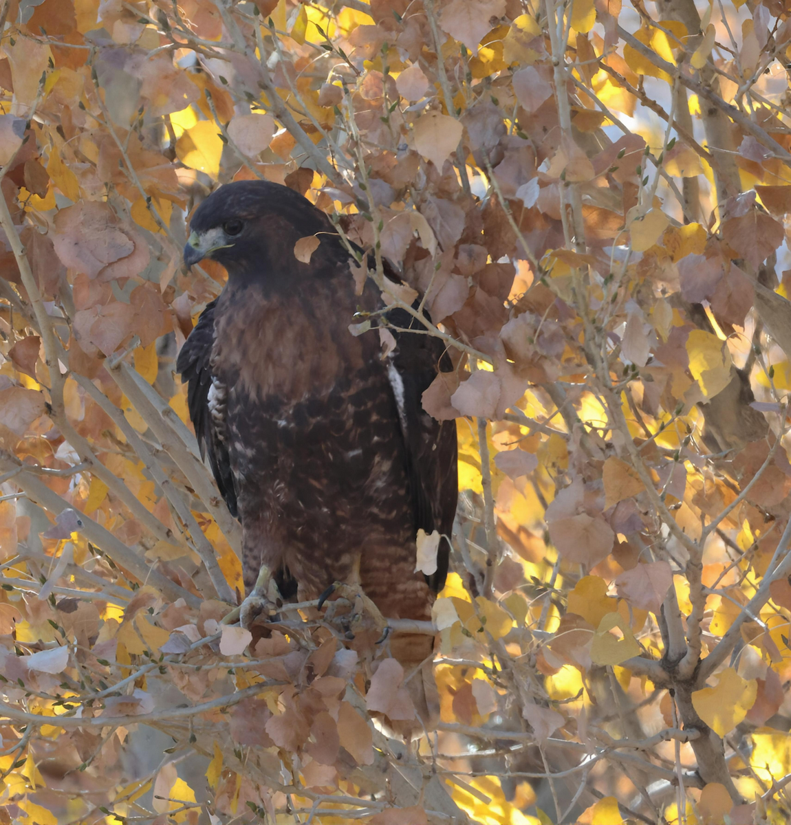 Red-tailed Hawk - ML646899297