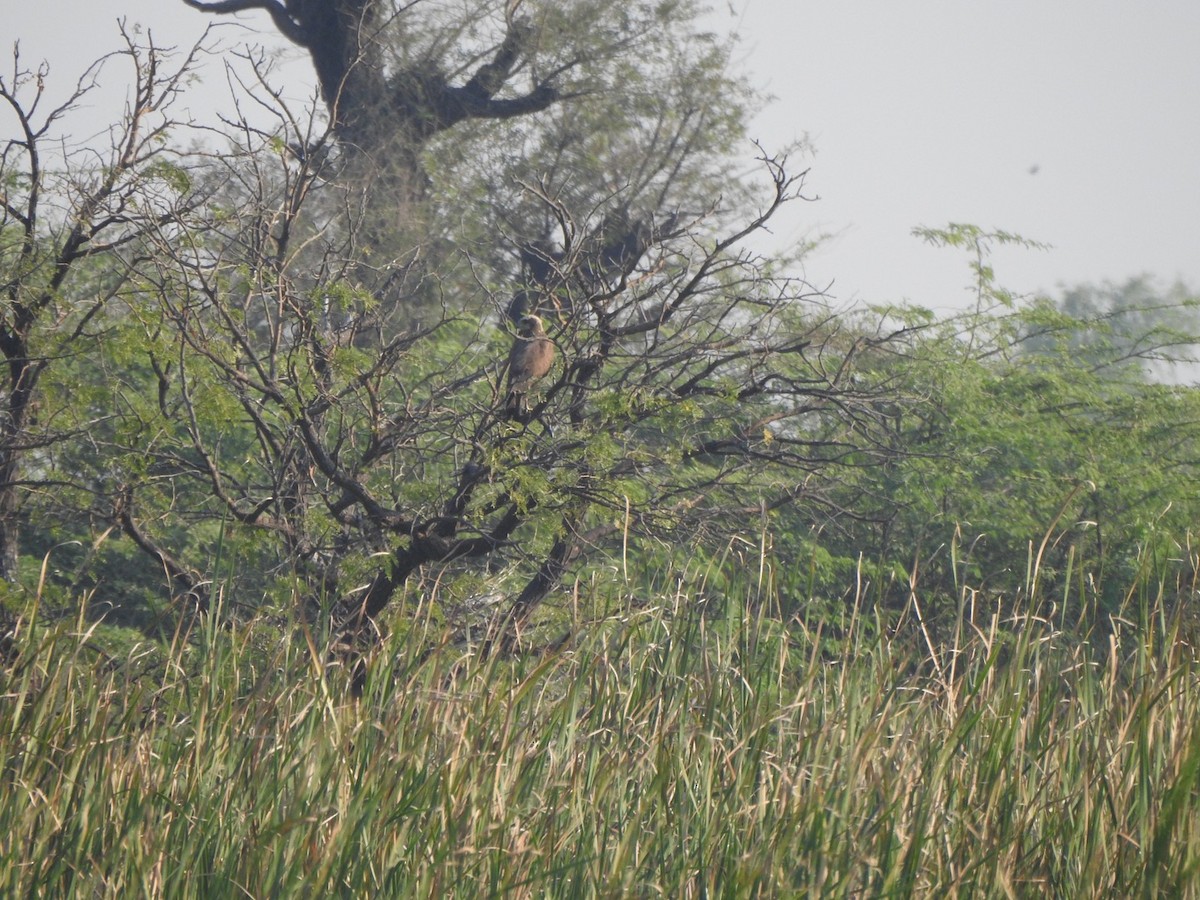 Western Marsh Harrier - ML646899298