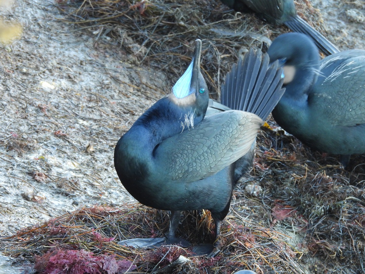 Brandt's Cormorant - ML646899300