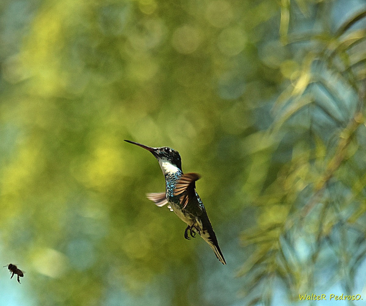 White-throated Hummingbird - ML646899301