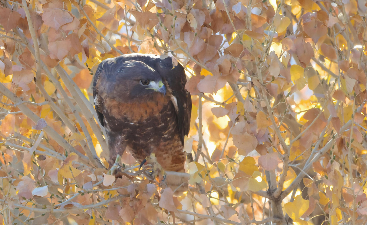 Red-tailed Hawk - ML646899302