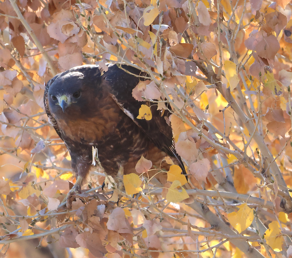 Red-tailed Hawk - ML646899303