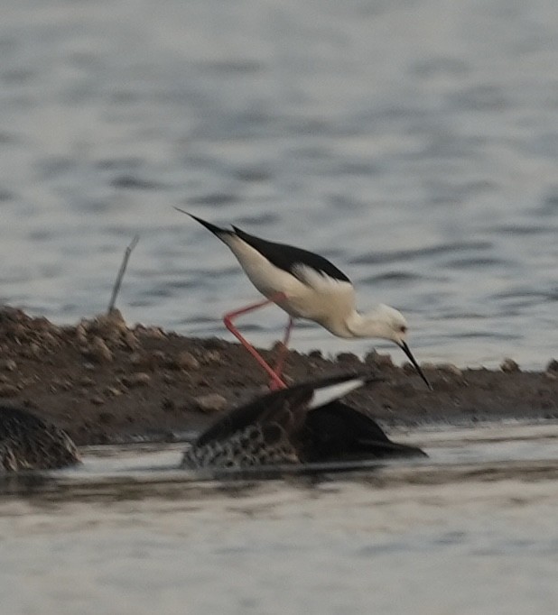 高蹺鴴 - ML646899304