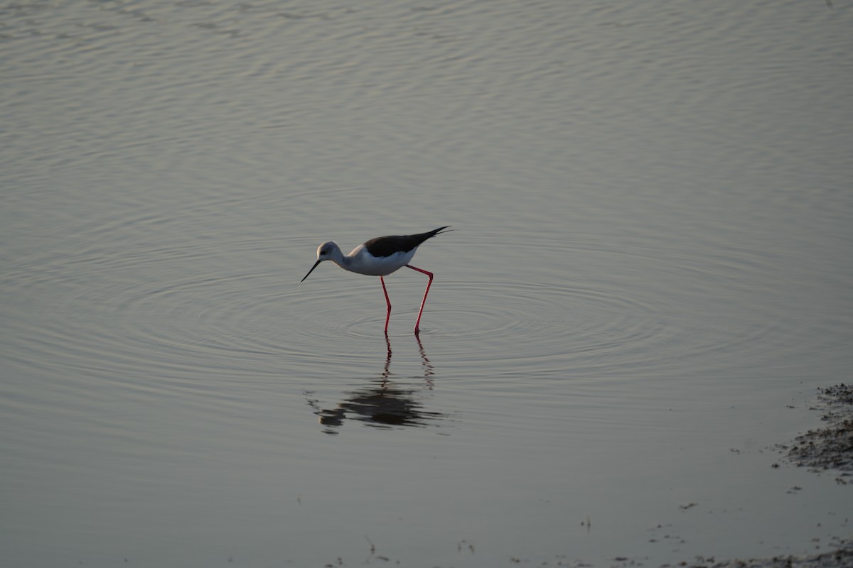 高蹺鴴 - ML646899305