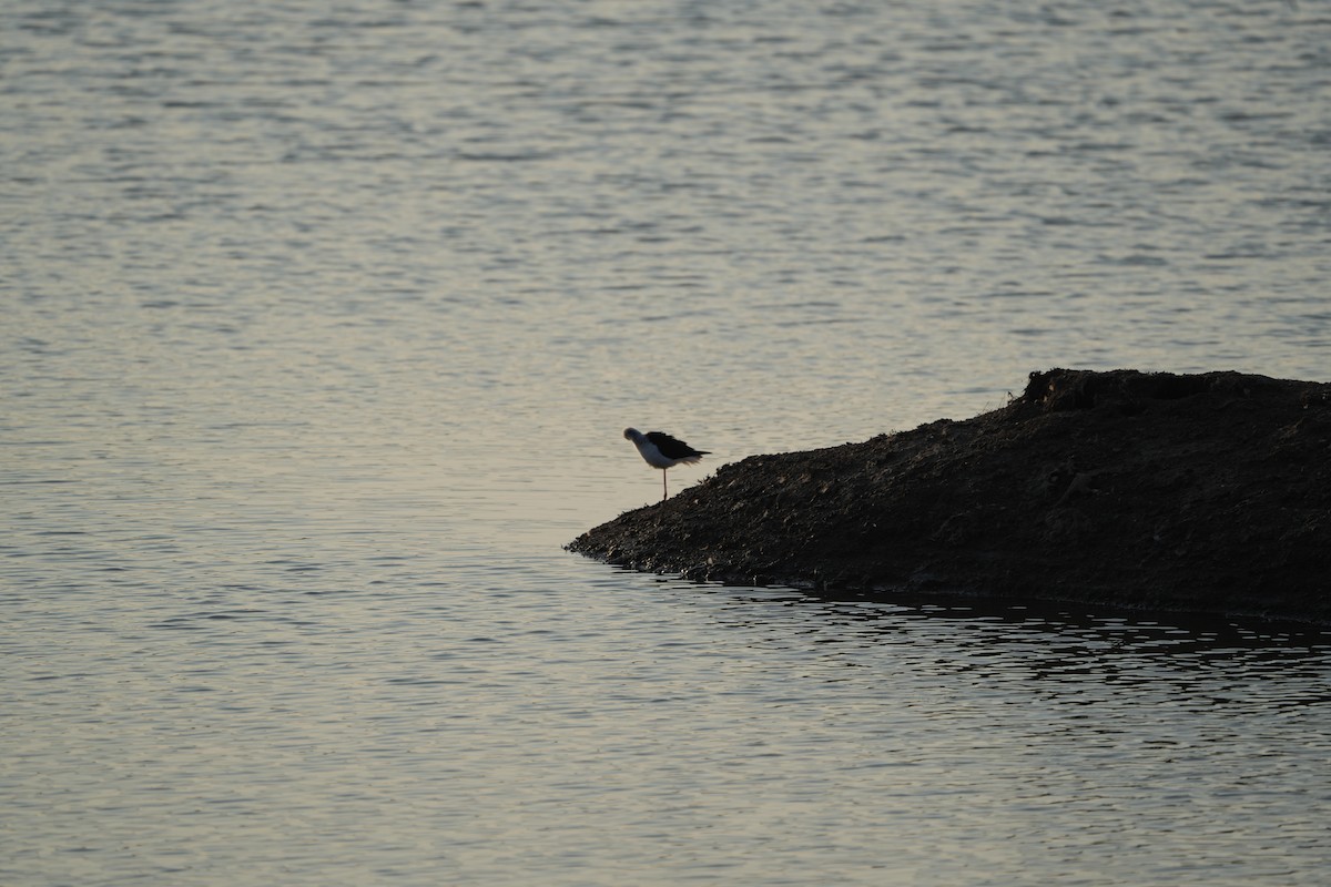 高蹺鴴 - ML646899306