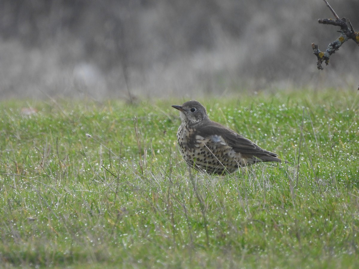 Garraztarro eurasiarra - ML646899307