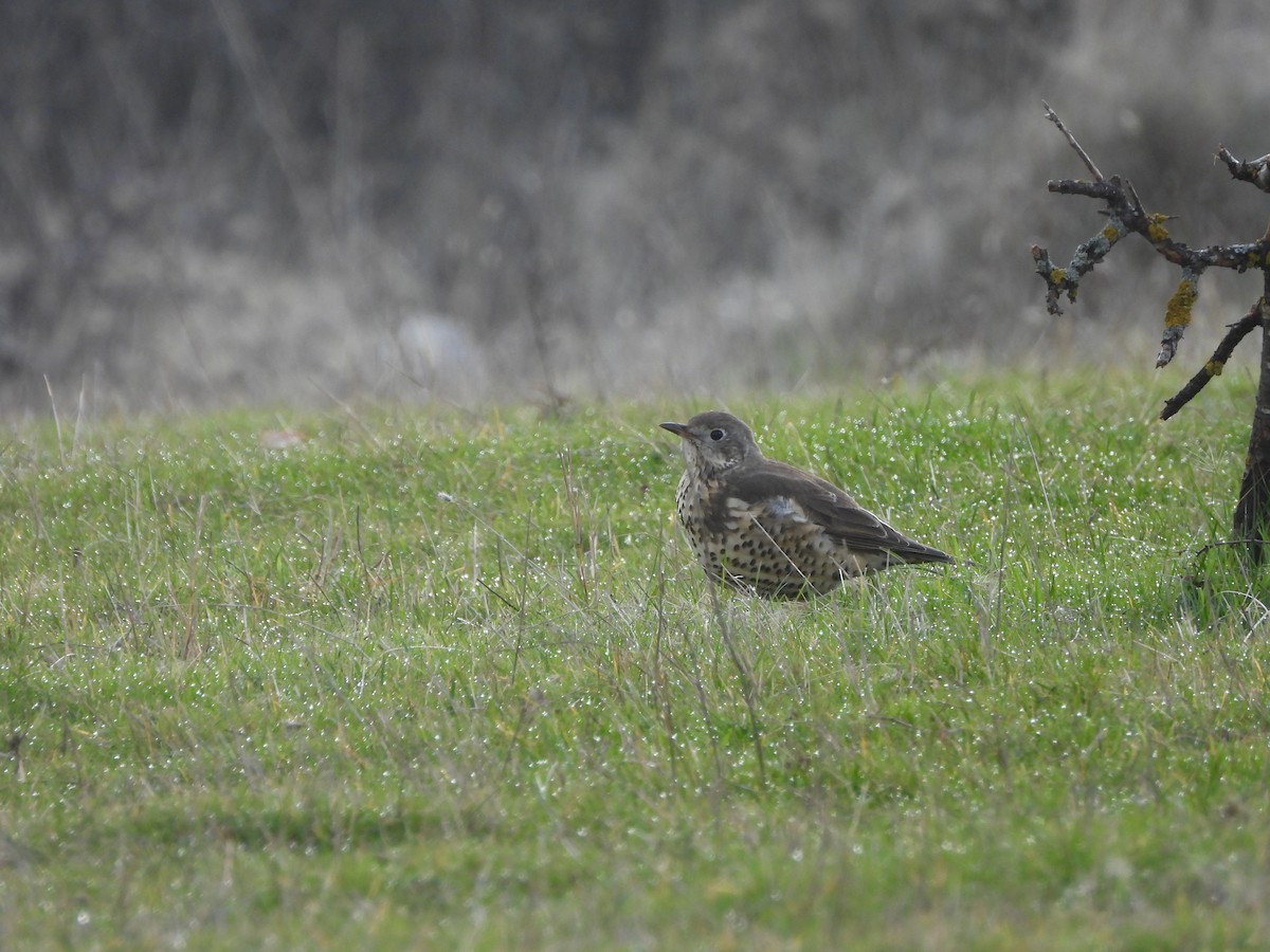 Garraztarro eurasiarra - ML646899308