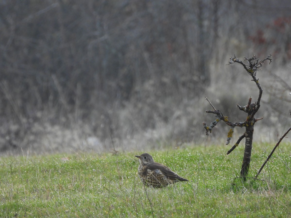 Garraztarro eurasiarra - ML646899309