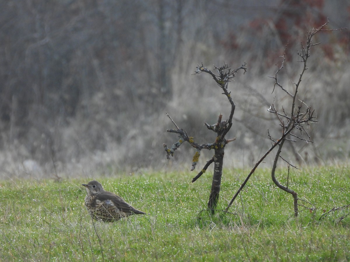 Garraztarro eurasiarra - ML646899310