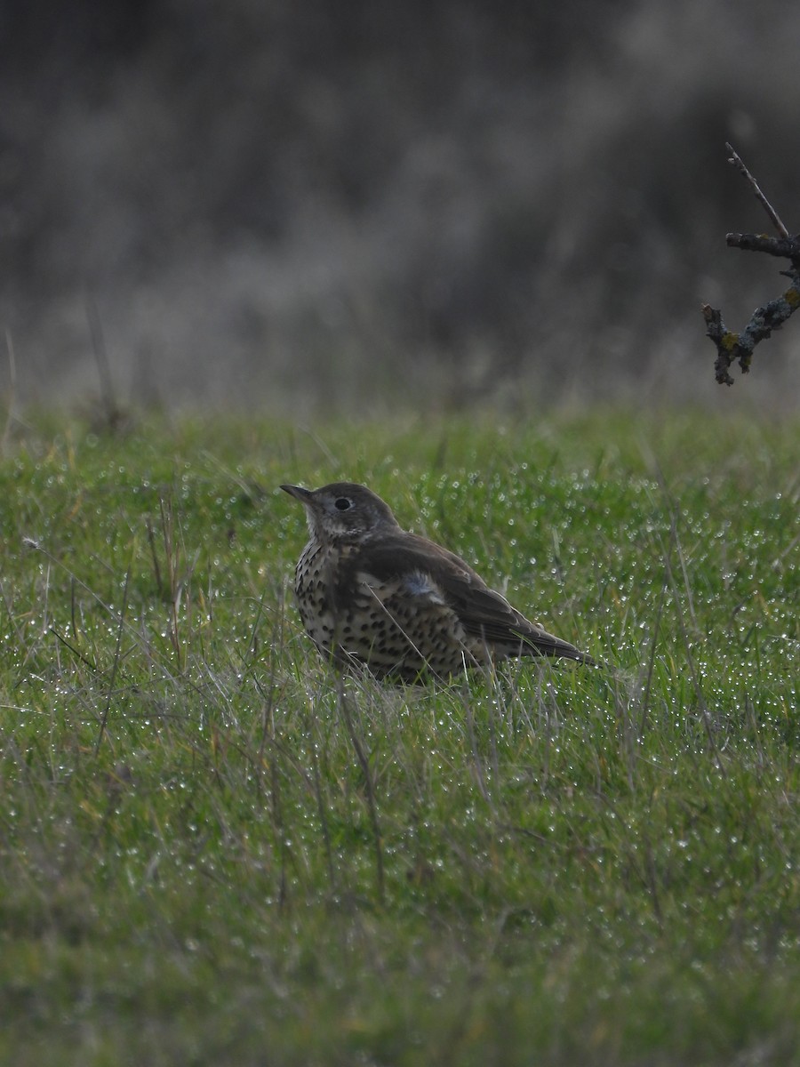 Garraztarro eurasiarra - ML646899311