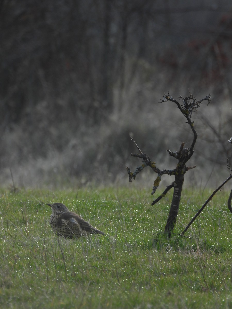 Garraztarro eurasiarra - ML646899312