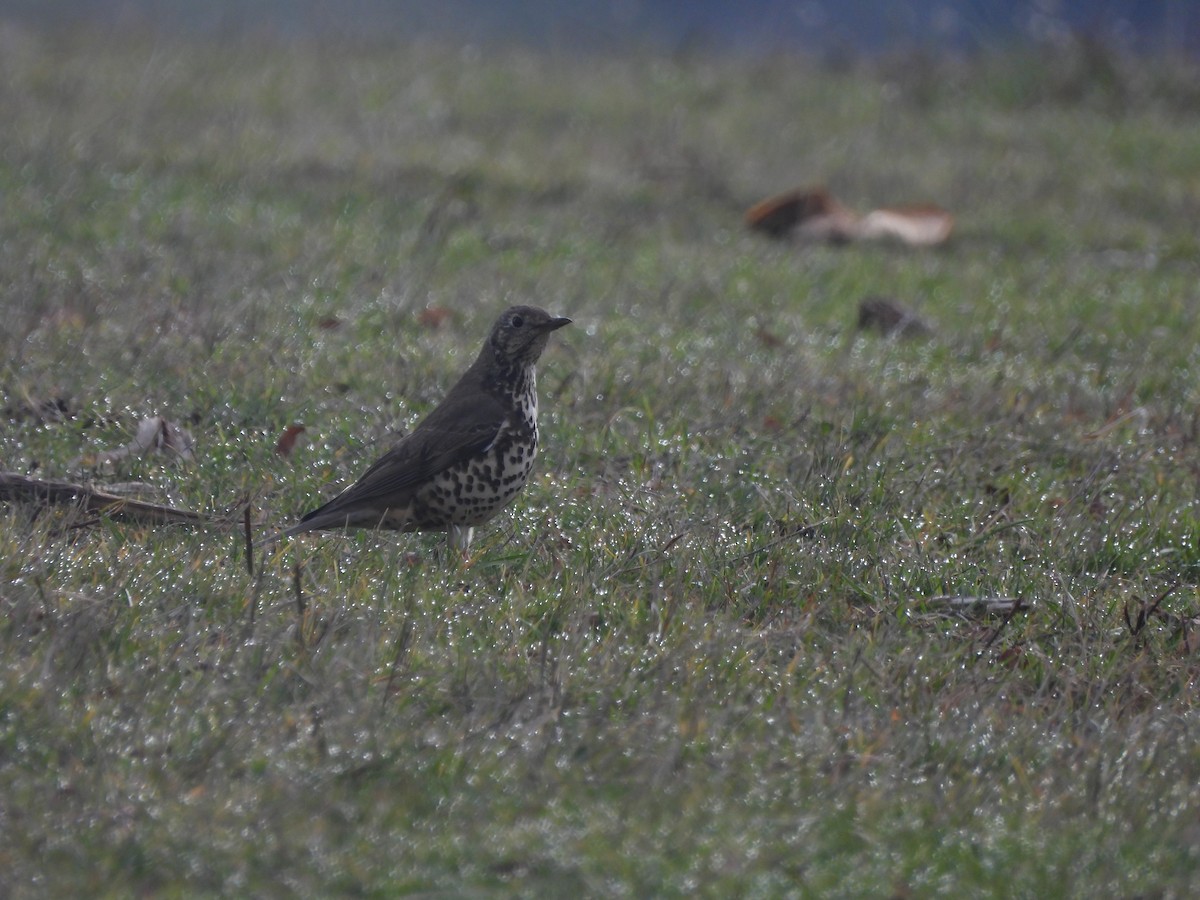 Garraztarro eurasiarra - ML646899313