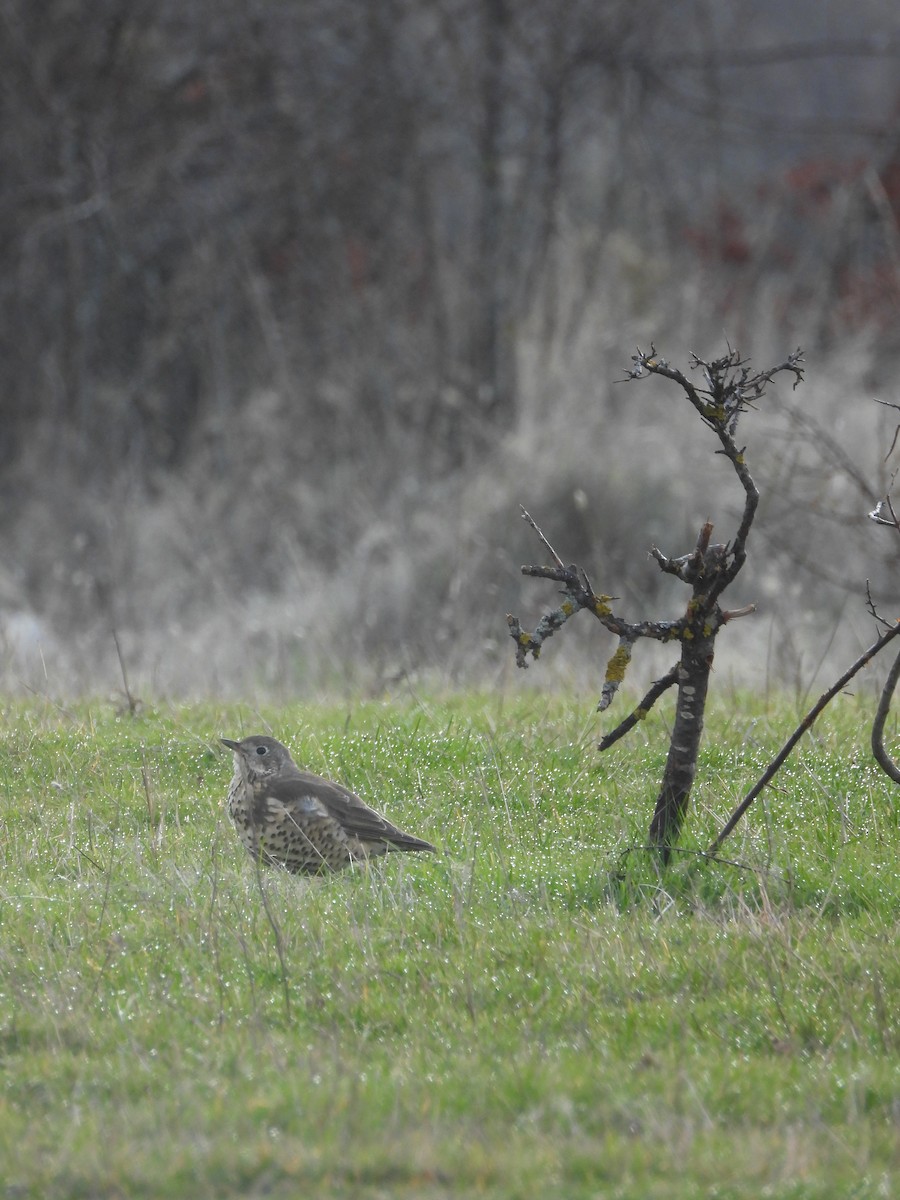 Garraztarro eurasiarra - ML646899314