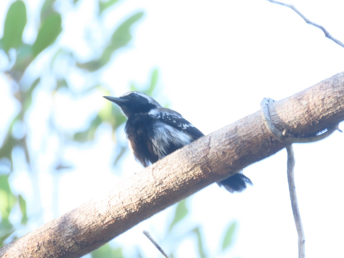 Southern White-fringed Antwren - ML646899316
