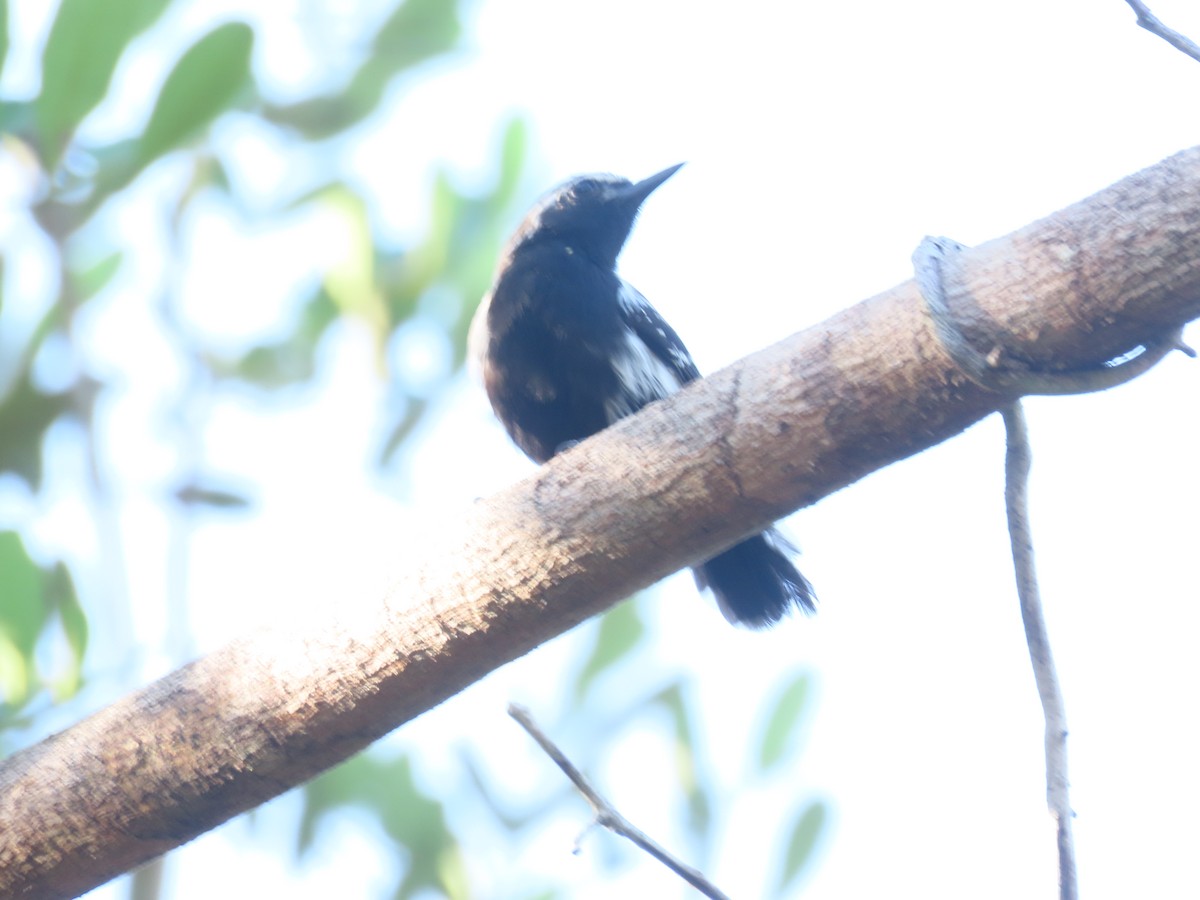 Southern White-fringed Antwren - ML646899317