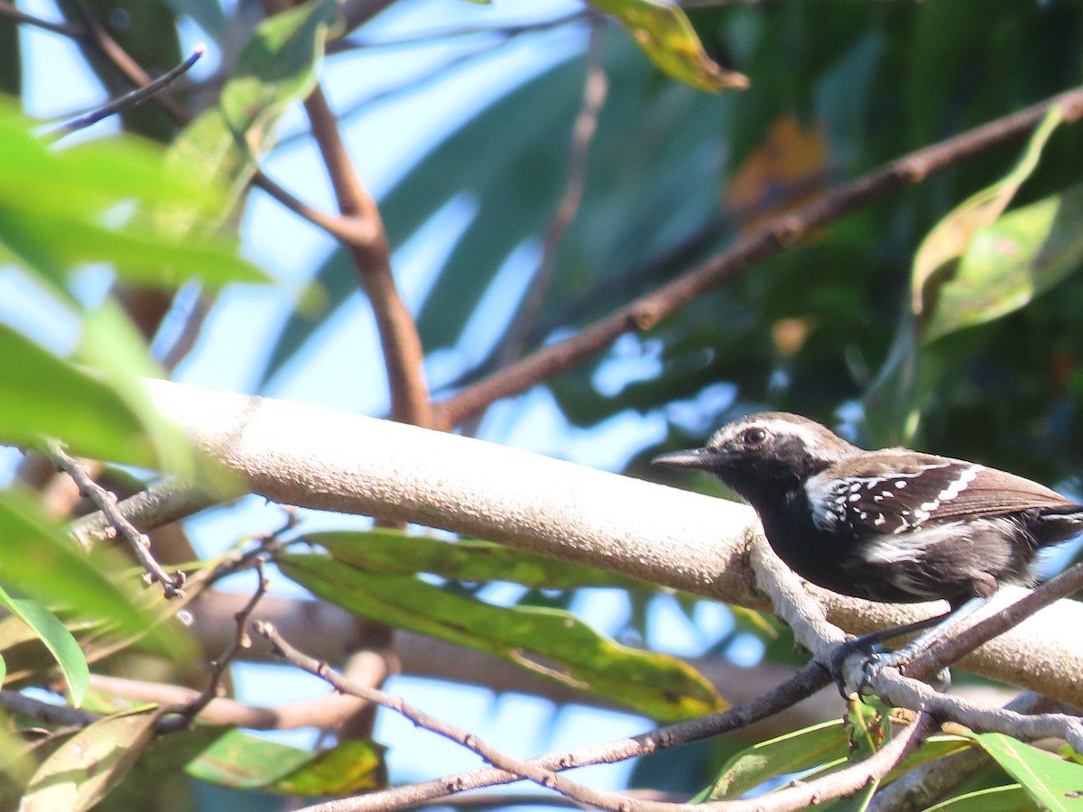 Southern White-fringed Antwren - ML646899318