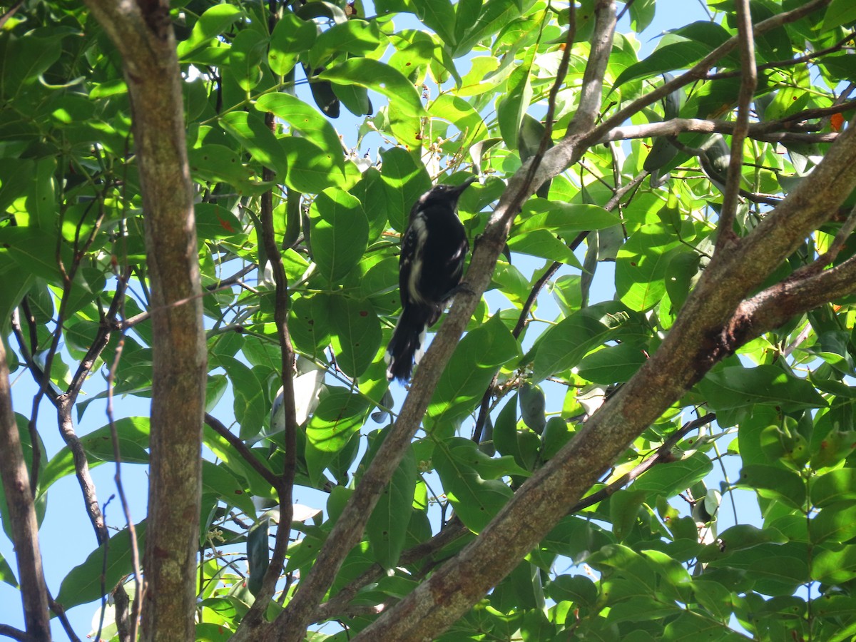 Southern White-fringed Antwren - ML646899320