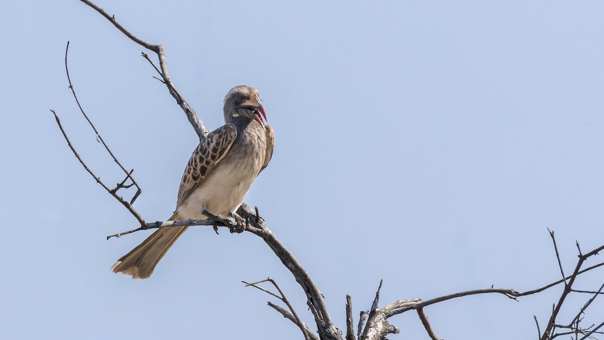 Токо плямистодзьобий - ML646899322