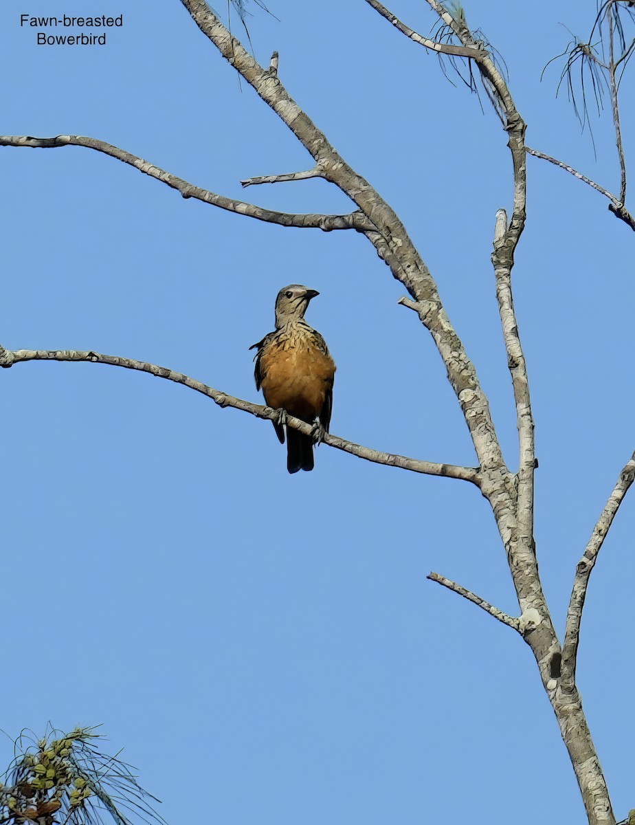 Fawn-breasted Bowerbird - ML646899324