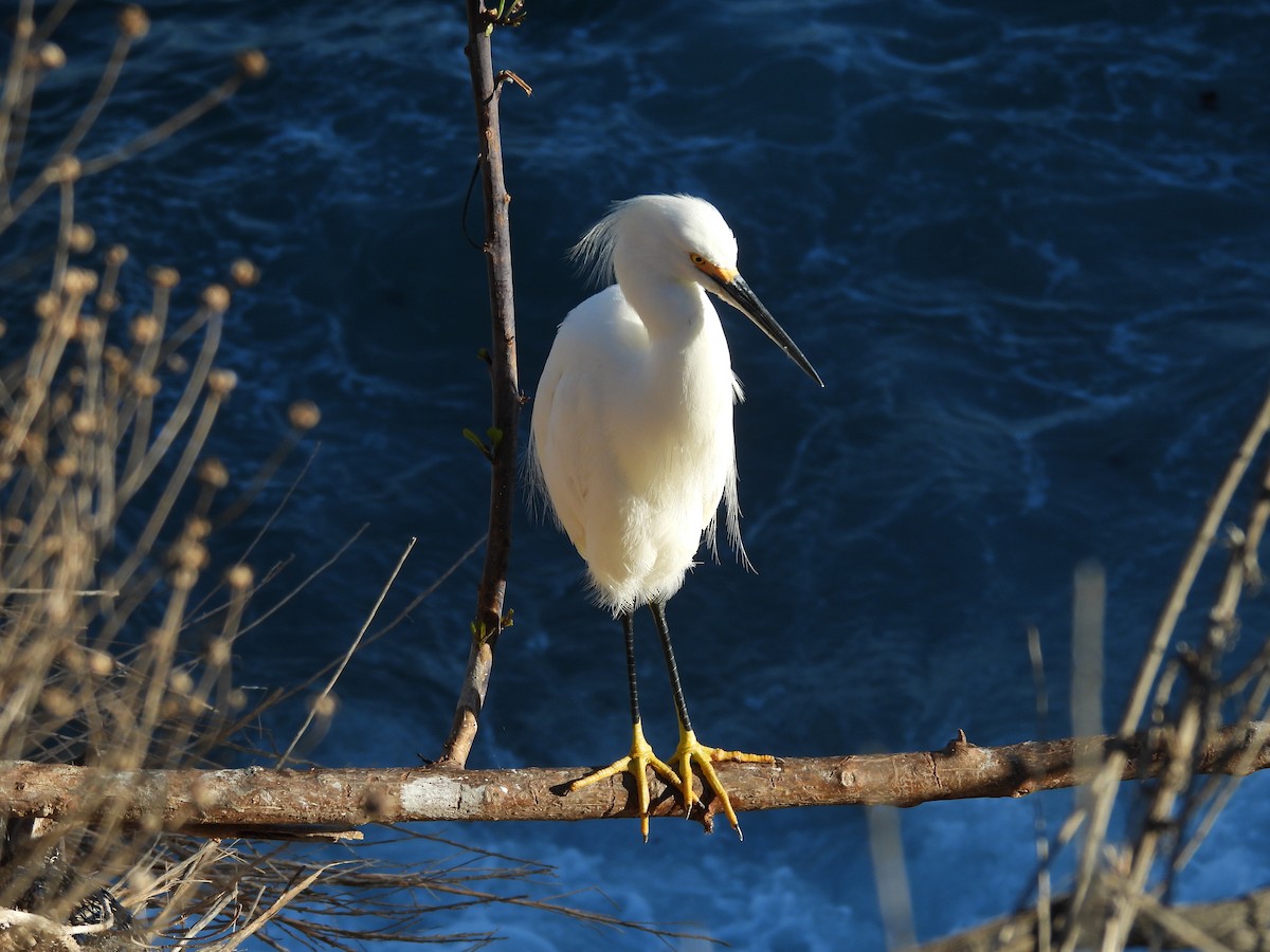 Snowy Egret - ML646899325